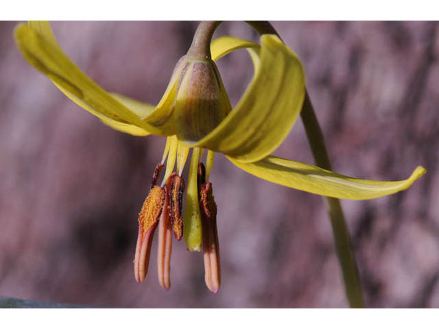 Erythronium americanum (Yellow trout-lily) #69046