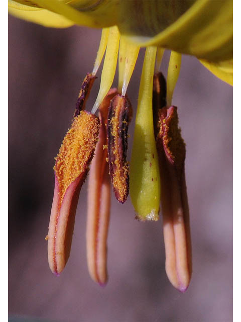 Erythronium americanum (Yellow trout-lily) #69047