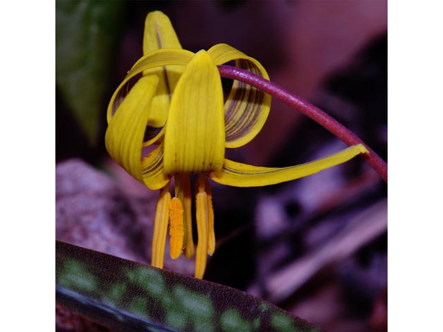 Erythronium americanum (Yellow trout-lily) #69048