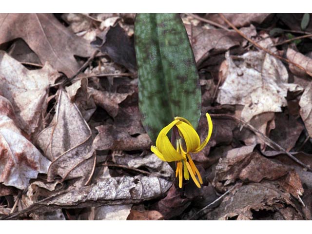 Erythronium americanum (Yellow trout-lily) #69049