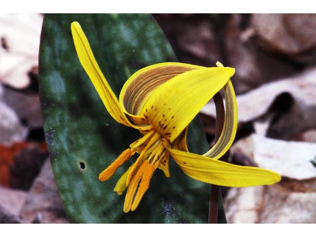 Erythronium americanum (Yellow trout-lily) #69050