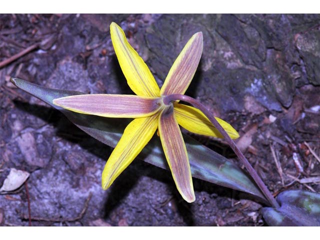 Erythronium americanum (Yellow trout-lily) #69052
