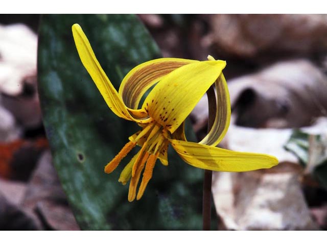 Erythronium americanum (Yellow trout-lily) #69053