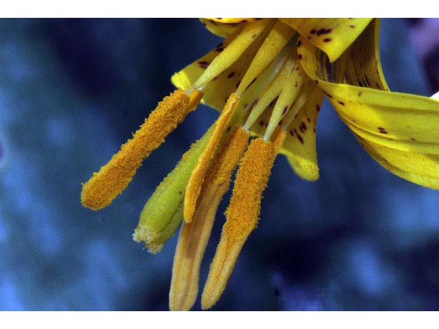 Erythronium americanum (Yellow trout-lily) #69054