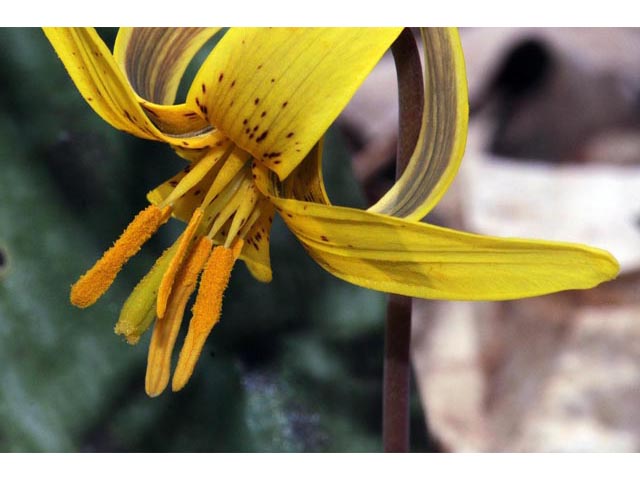Erythronium americanum (Yellow trout-lily) #69055