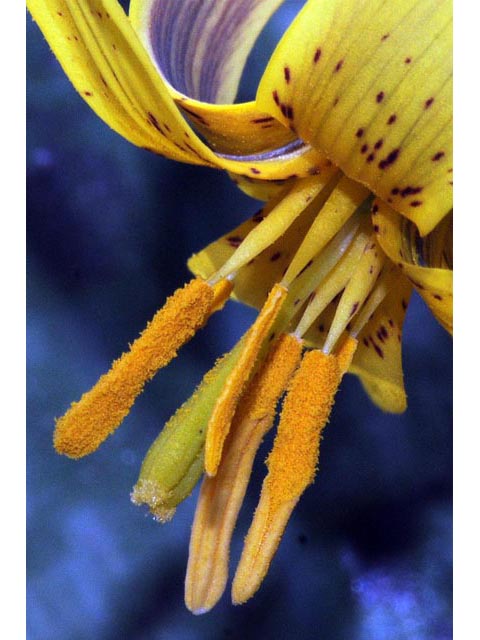 Erythronium americanum (Yellow trout-lily) #69056