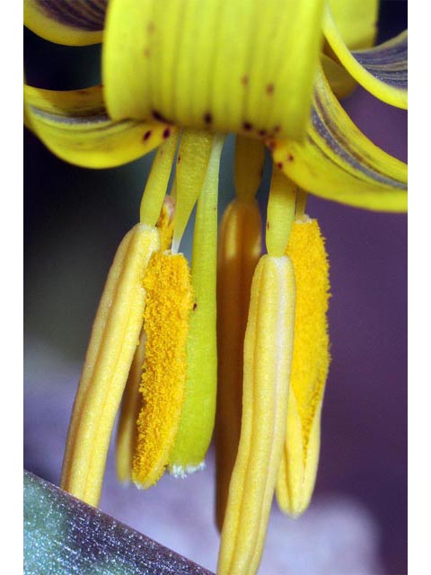 Erythronium americanum (Yellow trout-lily) #69058