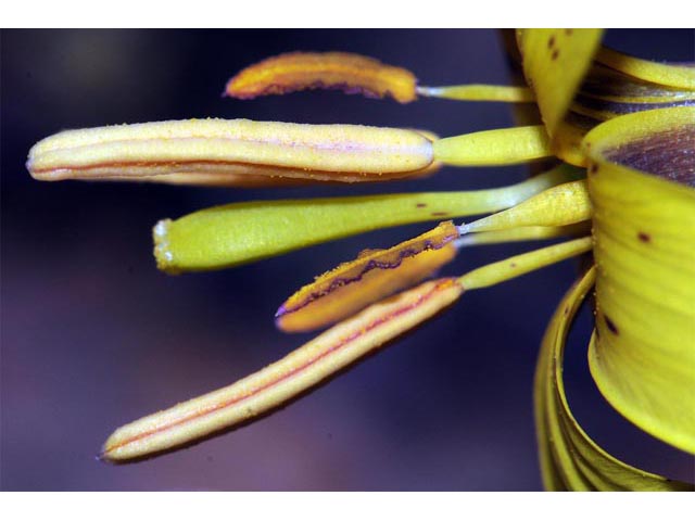 Erythronium americanum (Yellow trout-lily) #69059