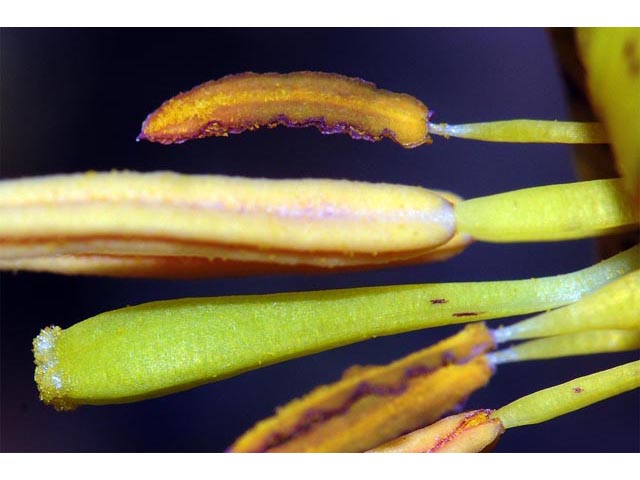 Erythronium americanum (Yellow trout-lily) #69060