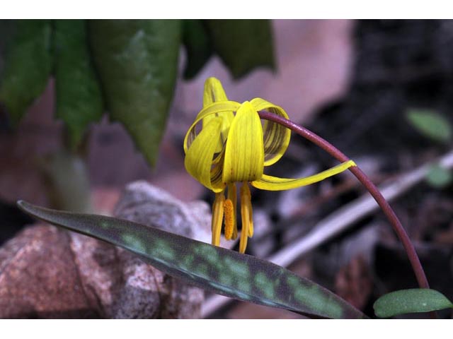 Erythronium americanum (Yellow trout-lily) #69066
