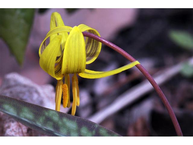 Erythronium americanum (Yellow trout-lily) #69067