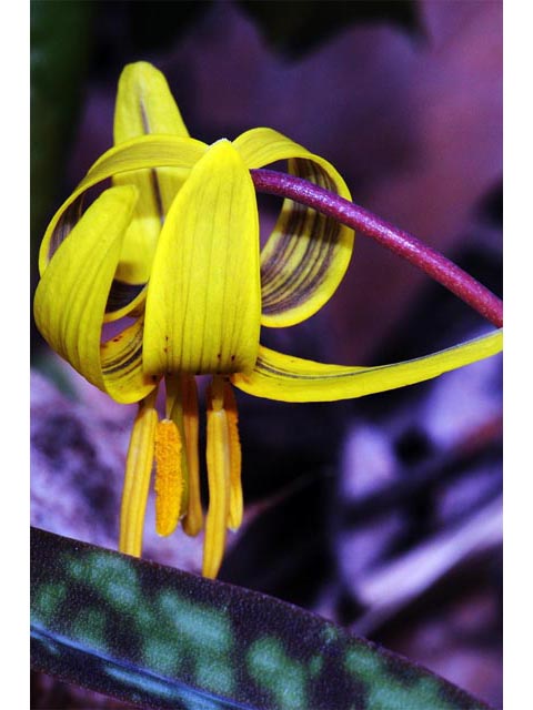 Erythronium americanum (Yellow trout-lily) #69068