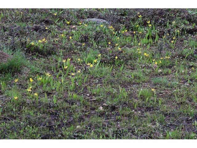 Erythronium grandiflorum ssp. grandiflorum (Yellow avalanche lily) #69069