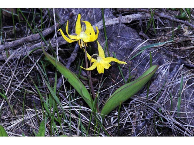 Erythronium grandiflorum ssp. grandiflorum (Yellow avalanche lily) #69071