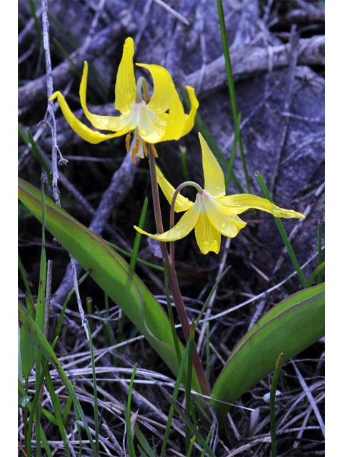 Erythronium grandiflorum ssp. grandiflorum (Yellow avalanche lily) #69072