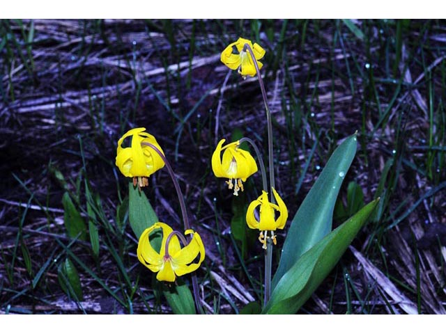 Erythronium grandiflorum ssp. grandiflorum (Yellow avalanche lily) #69073