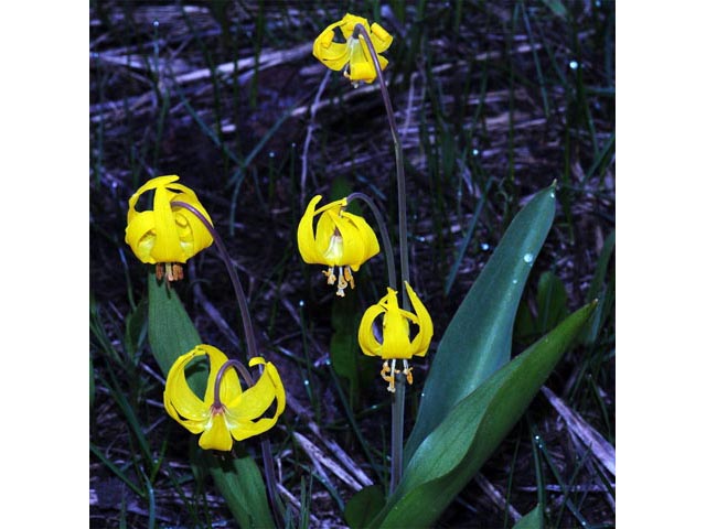 Erythronium grandiflorum ssp. grandiflorum (Yellow avalanche lily) #69074