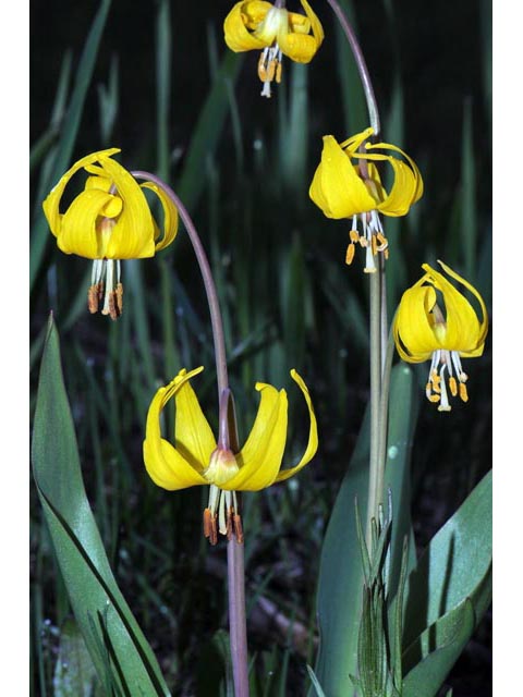 Erythronium grandiflorum ssp. grandiflorum (Yellow avalanche lily) #69075