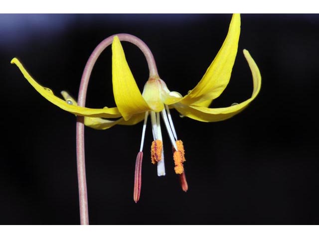 Erythronium grandiflorum ssp. grandiflorum (Yellow avalanche lily) #69080