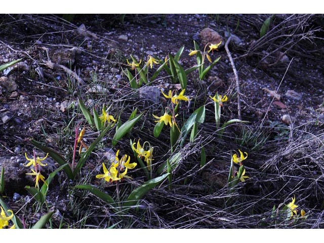 Erythronium grandiflorum ssp. grandiflorum (Yellow avalanche lily) #69083