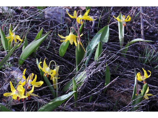 Erythronium grandiflorum ssp. grandiflorum (Yellow avalanche lily) #69084