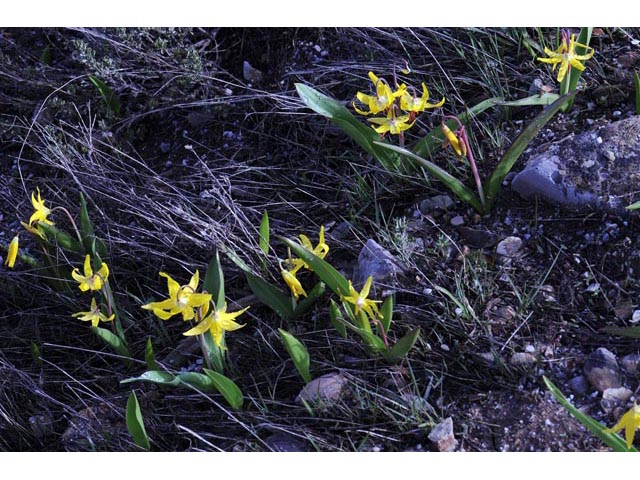 Erythronium grandiflorum ssp. grandiflorum (Yellow avalanche lily) #69085