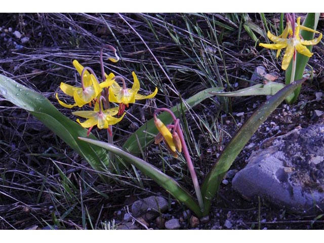 Erythronium grandiflorum ssp. grandiflorum (Yellow avalanche lily) #69086
