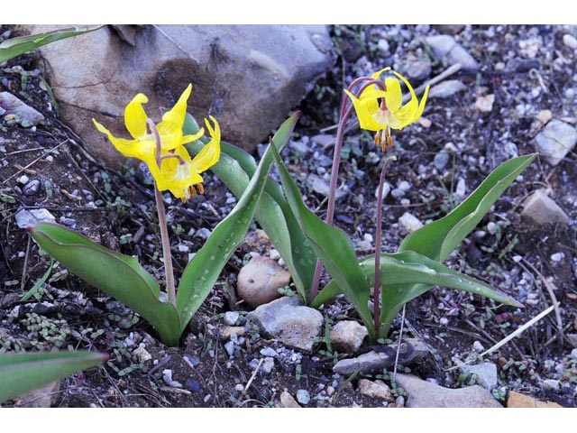 Erythronium grandiflorum ssp. grandiflorum (Yellow avalanche lily) #69087