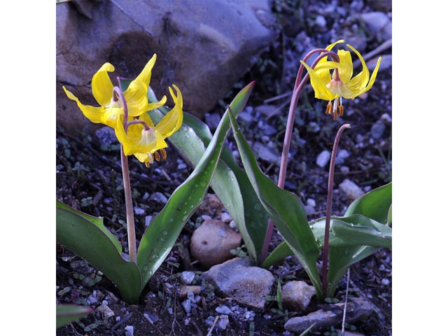 Erythronium grandiflorum ssp. grandiflorum (Yellow avalanche lily) #69089