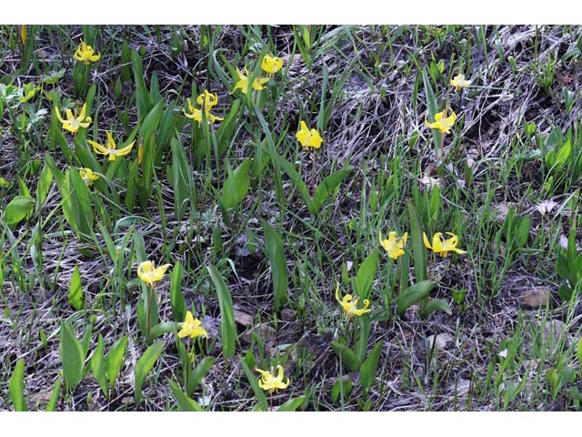 Erythronium grandiflorum ssp. grandiflorum (Yellow avalanche lily) #69095