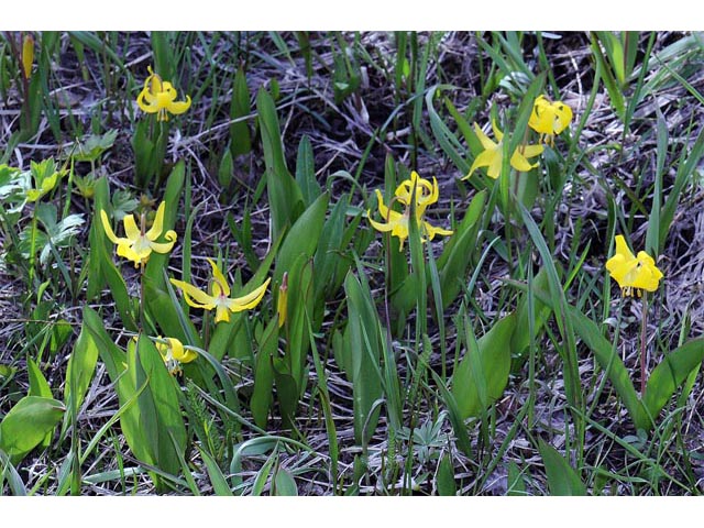 Erythronium grandiflorum ssp. grandiflorum (Yellow avalanche lily) #69096