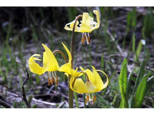 Erythronium grandiflorum ssp. grandiflorum (Yellow avalanche lily) #69097