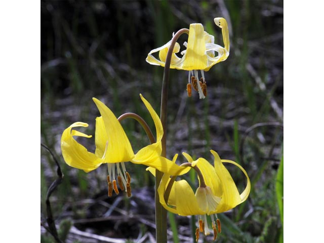 Erythronium grandiflorum ssp. grandiflorum (Yellow avalanche lily) #69098