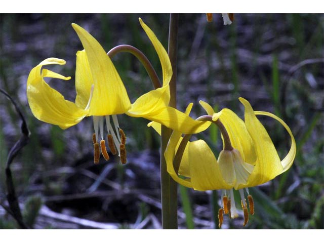 Erythronium grandiflorum ssp. grandiflorum (Yellow avalanche lily) #69099
