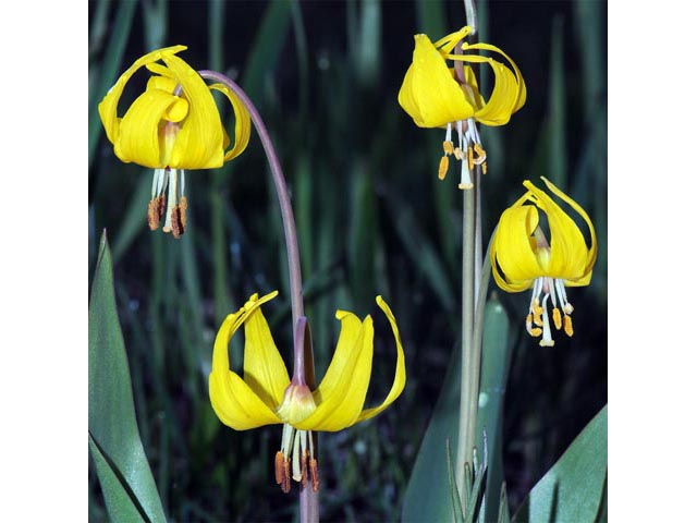 Erythronium grandiflorum (Yellow avalanche-lily) #69108