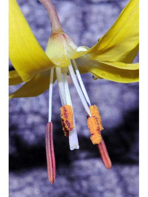 Erythronium grandiflorum (Yellow avalanche-lily) #69110