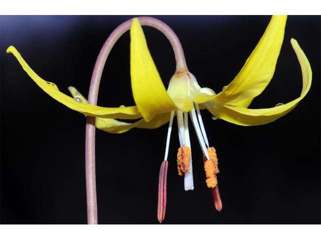 Erythronium grandiflorum (Yellow avalanche-lily) #69113
