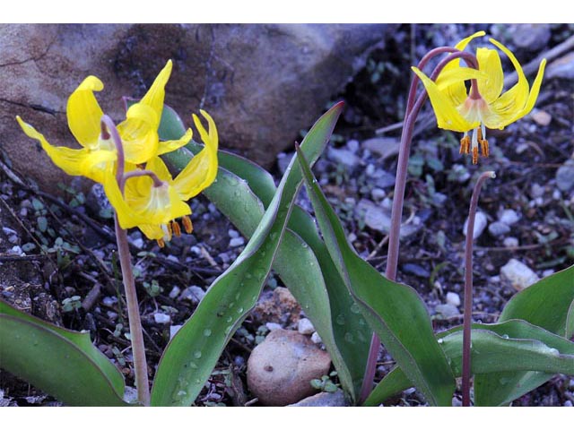 Erythronium grandiflorum (Yellow avalanche-lily) #69119