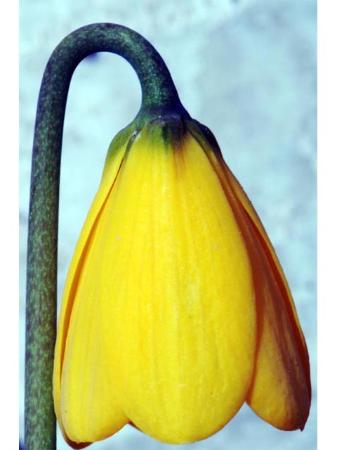 Fritillaria pudica (Yellow fritillary) #69144