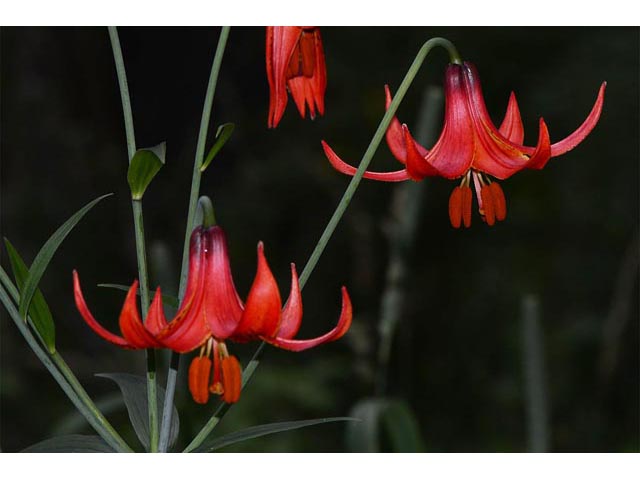 Lilium canadense (Canada lily) #69145