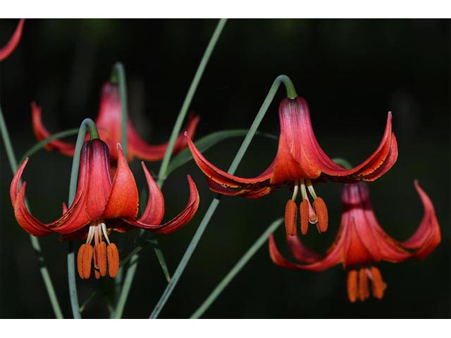 Lilium canadense (Canada lily) #69148