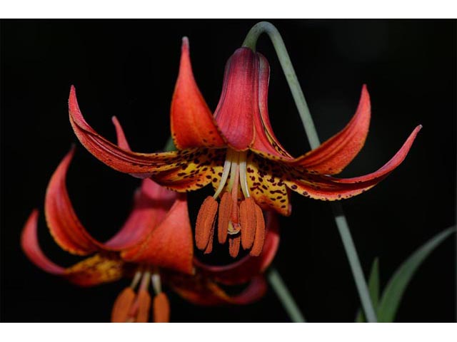 Lilium canadense (Canada lily) #69150