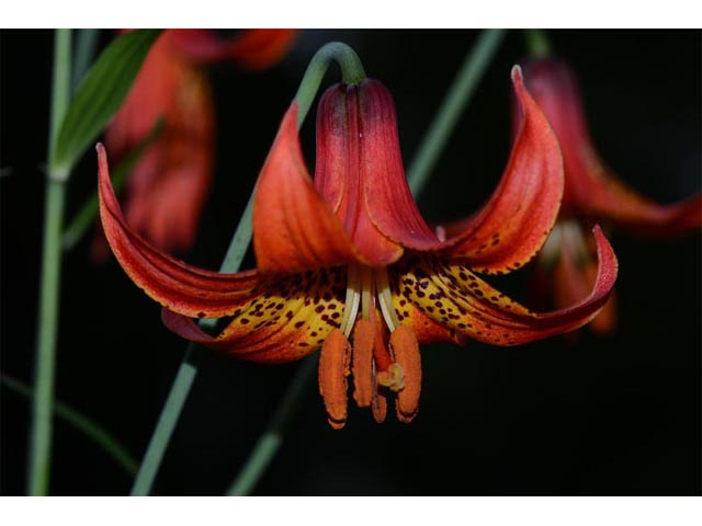 Lilium canadense (Canada lily) #69152