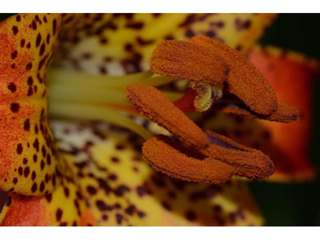 Lilium canadense (Canada lily) #69156