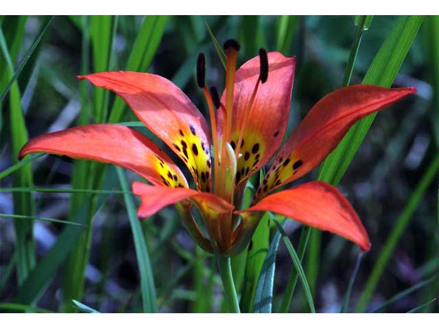 Lilium philadelphicum (Wood lily) #69167