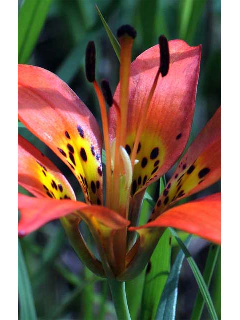 Lilium philadelphicum (Wood lily) #69168
