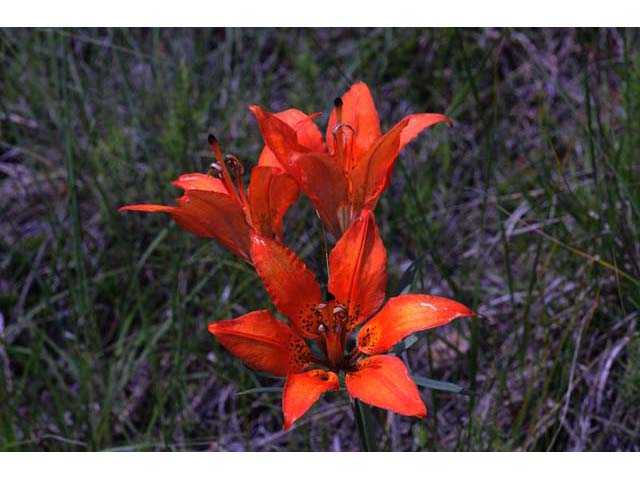 Lilium philadelphicum (Wood lily) #69169