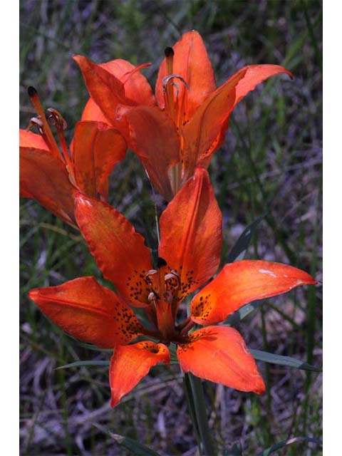 Lilium philadelphicum (Wood lily) #69170