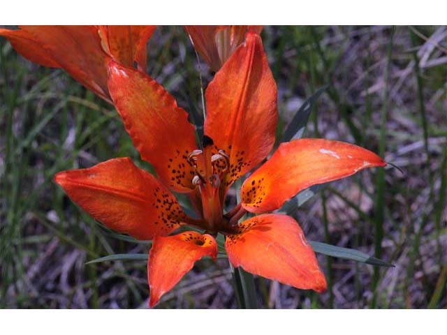 Lilium philadelphicum (Wood lily) #69171
