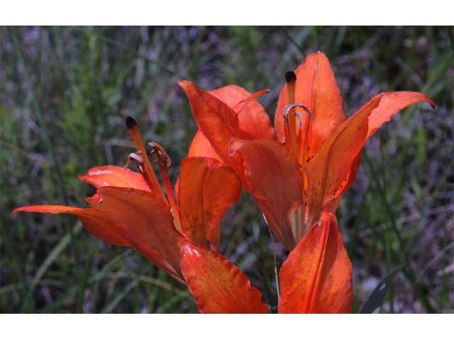 Lilium philadelphicum (Wood lily) #69172